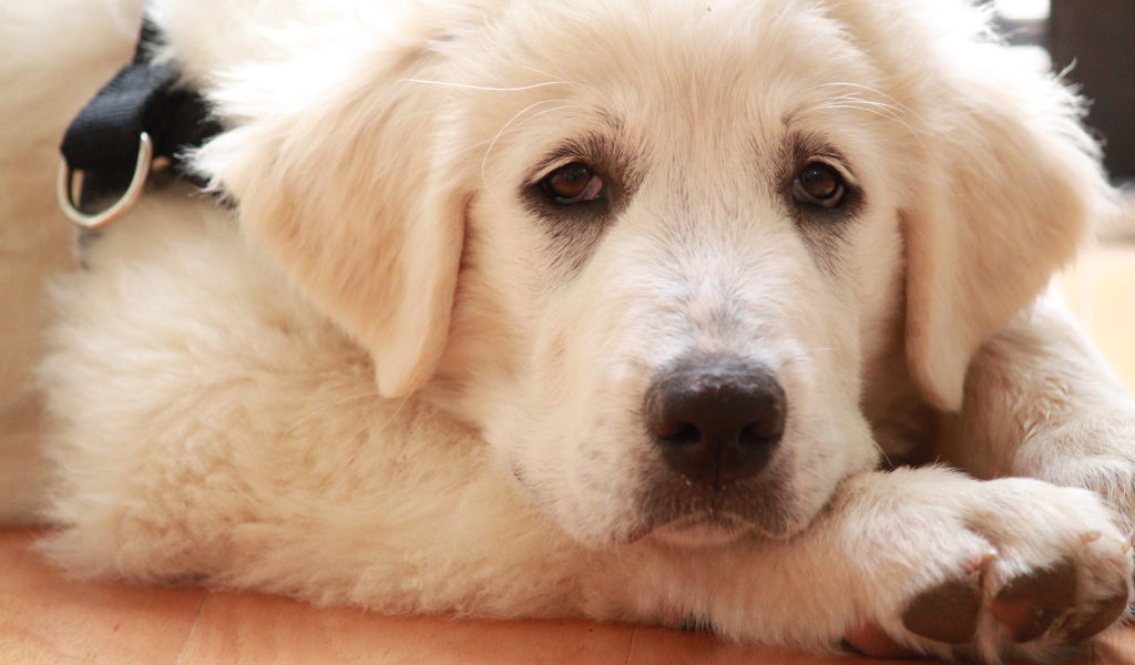 Грустная большая пиренейская собака лежит на полу