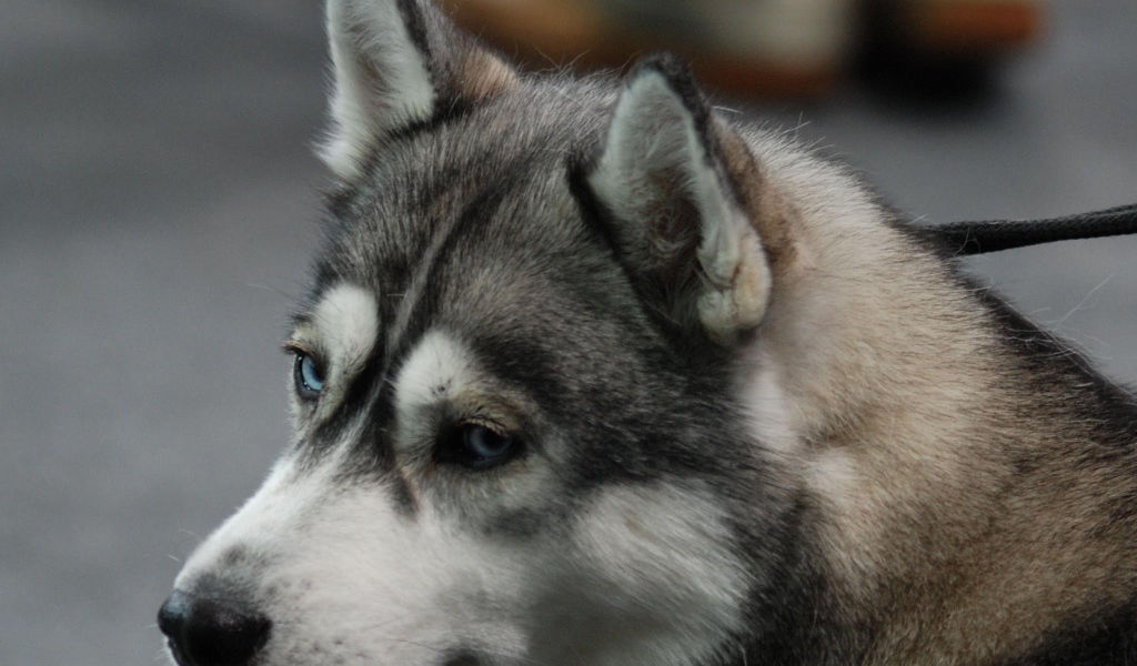 Печальный Сибирский хаски