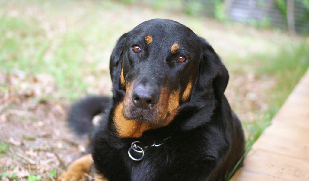 Грустный взрослый босерон лежит на траве