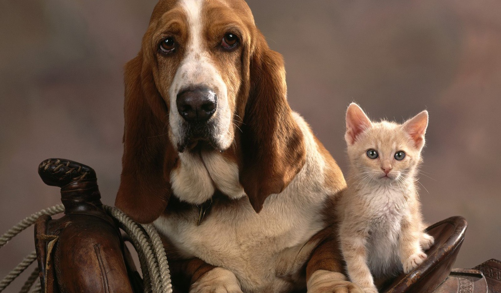 Грустный бассет-хаунд и котёнок
