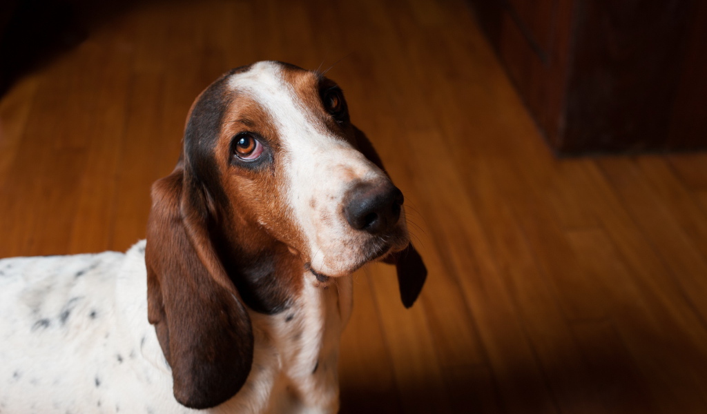 Грустный бассет-хаунд смотрит на фотографа