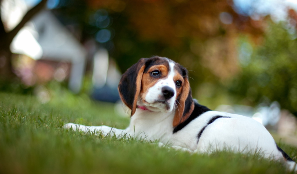 Грустная собака породы бигль лежит на траве