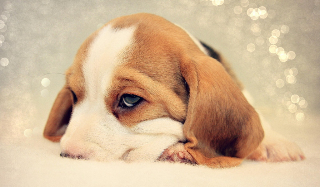 Грустный щенок бигль уткнулся носом в кровать