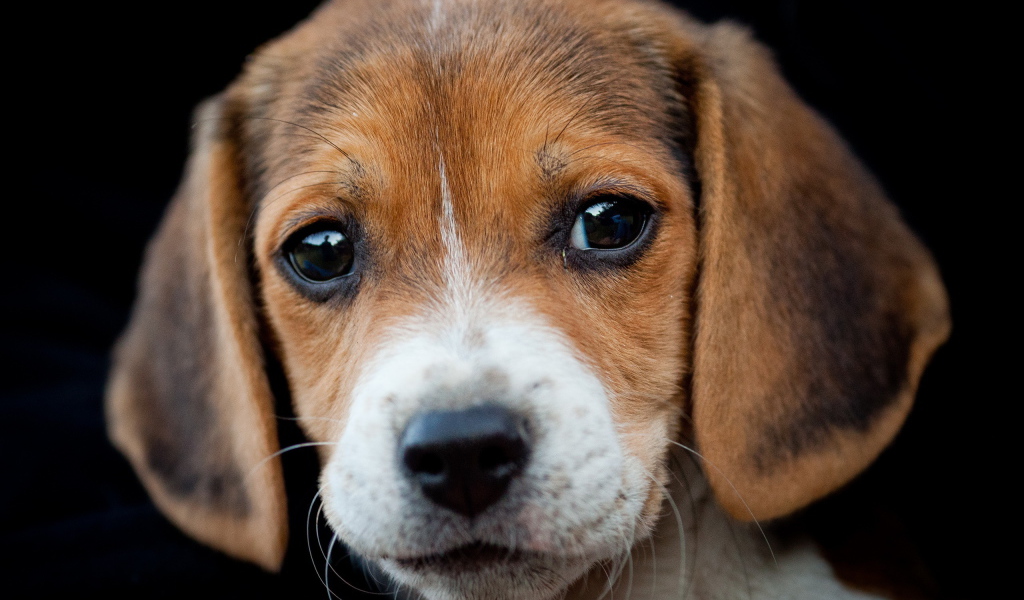 Грустный щенок бигль на чёрном фоне