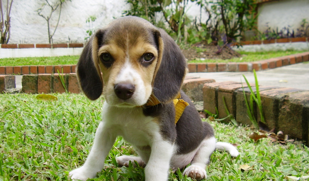 Грустный щенок породы бигль на лужайке