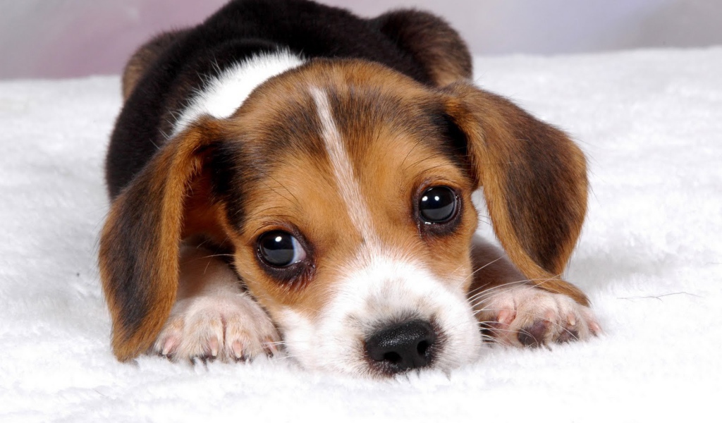 Грустный щенок породы бигль ждёт маму