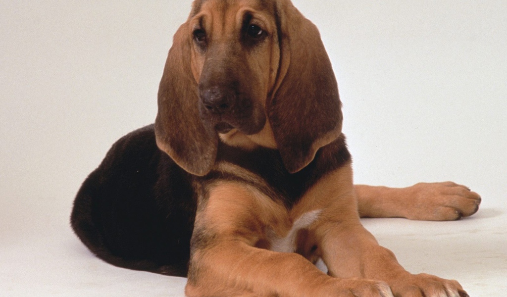 Грустный бладхаунд лежит на белом фоне
