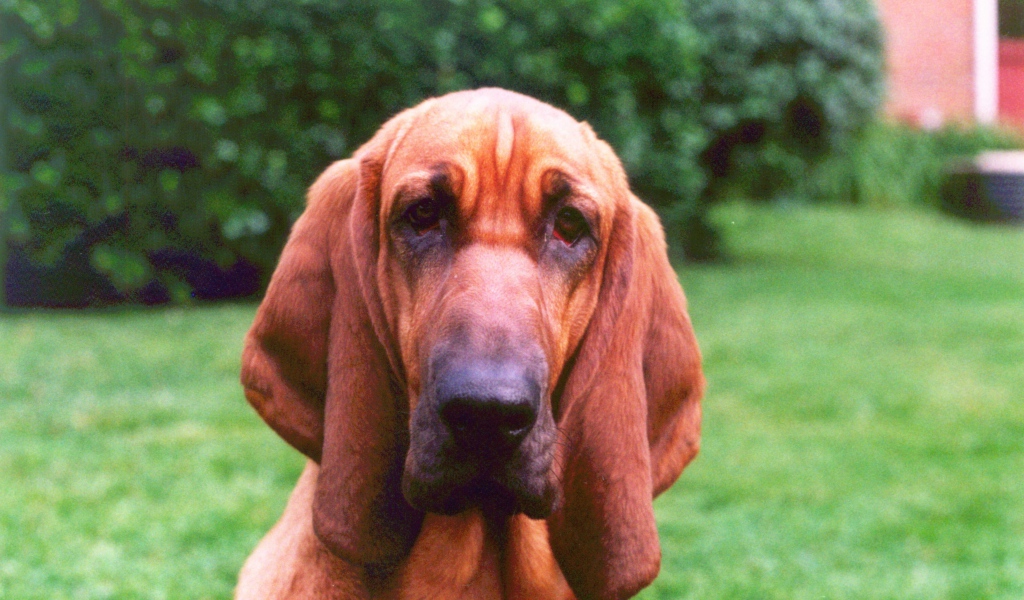 Грустный бладхаунд на фоне кустов
