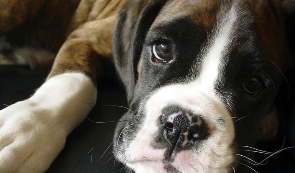 Грустный боксёр крупным планом