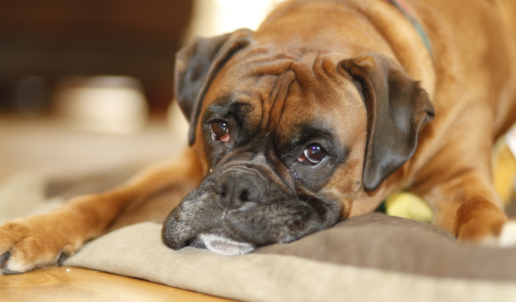 Грустный боксёр лежит на своём месте