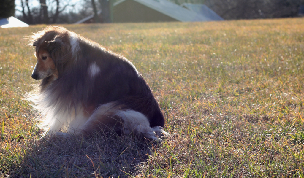 Грустная собака породы шелти