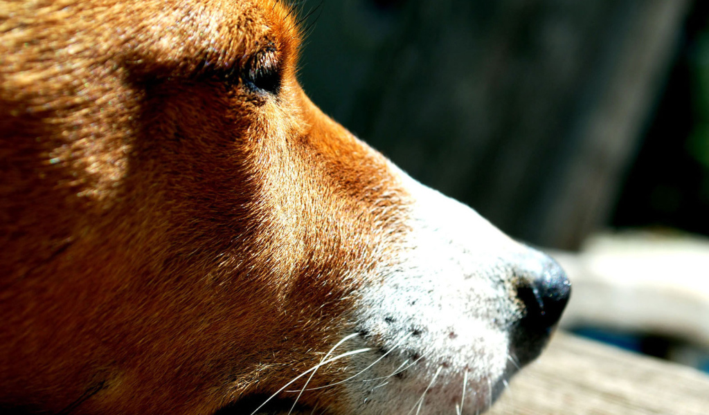 Грустная собака породы басенджи