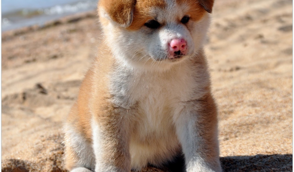 Sad puppy Akita Inu on the sand