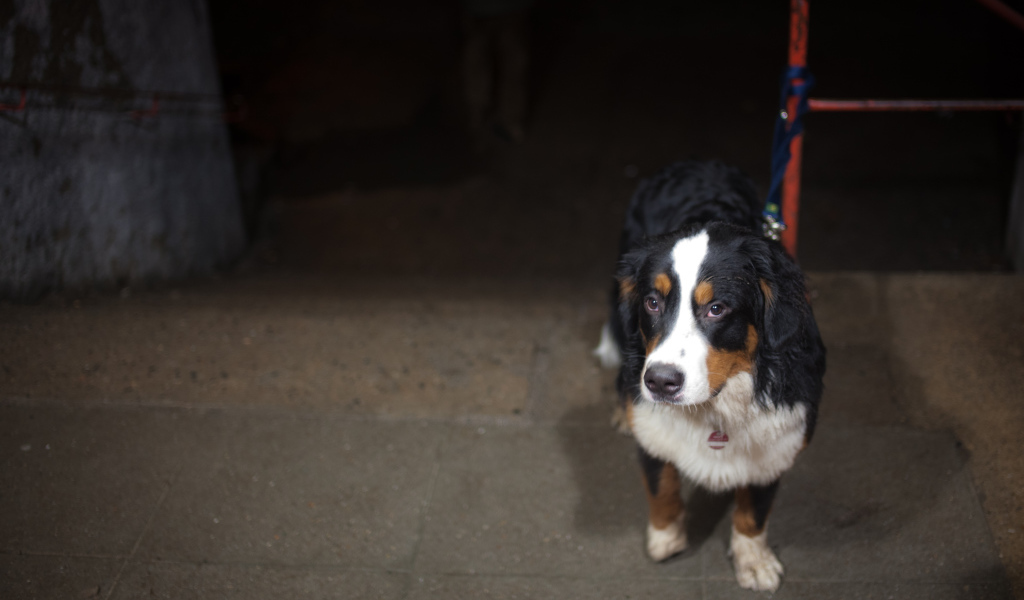 Грустный щенок бернской пастушьей собаки