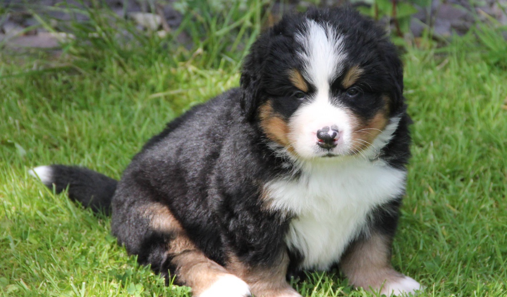 Грустный щенок бернской пастушьей собаки сидит на траве