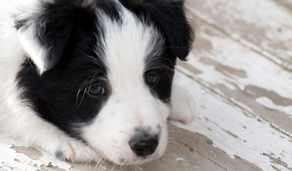 Грустный щенок бордер-колли