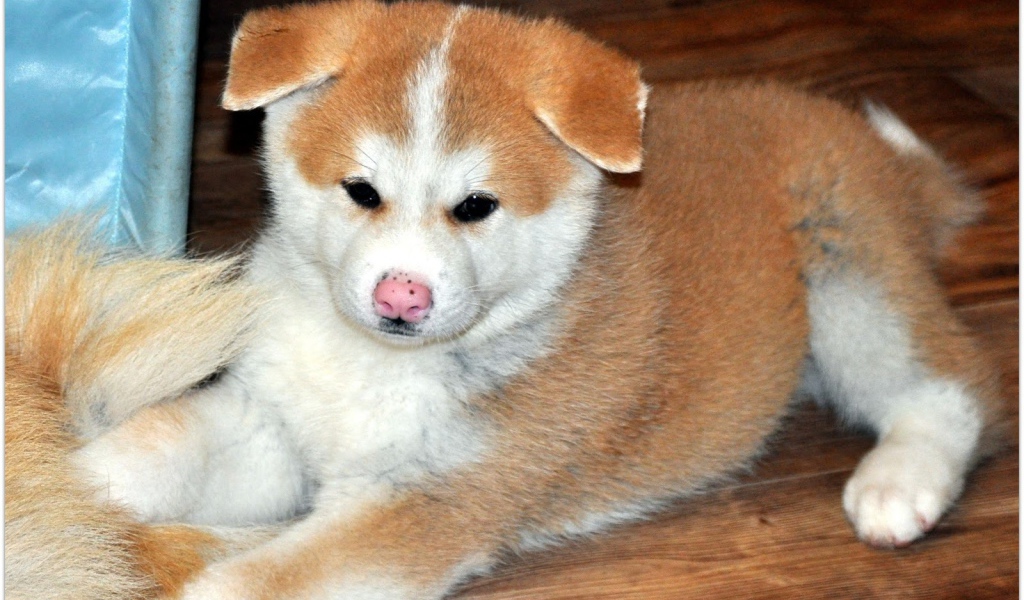 Грустный щенок акита-ину