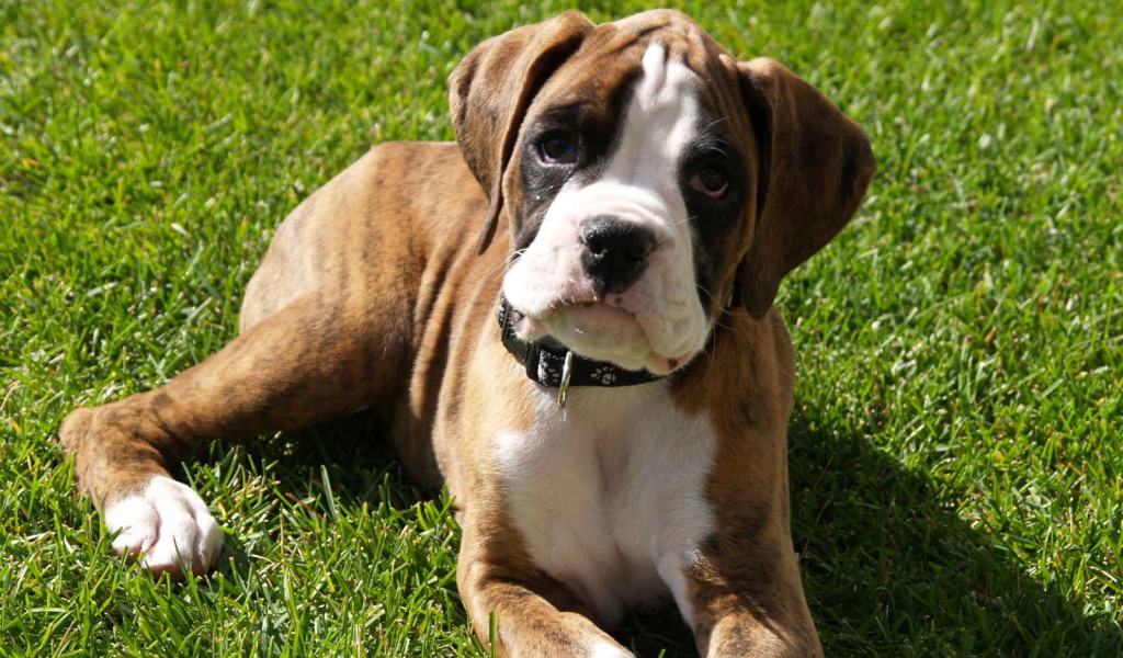 Грустный щенок боксёра лежит на газоне