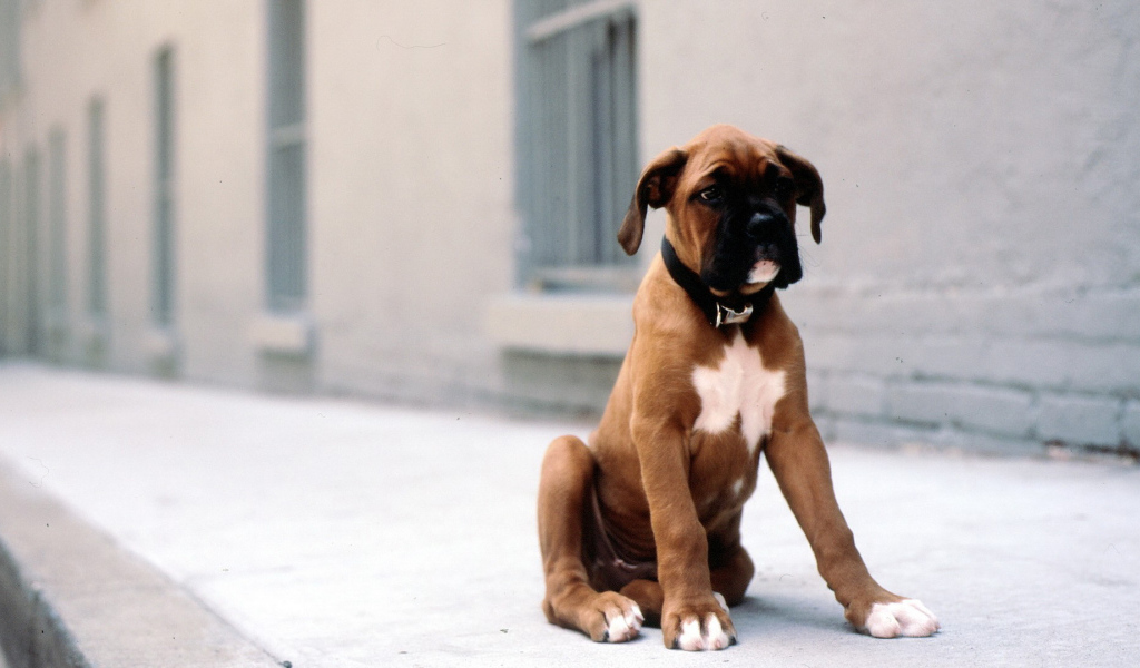 Грустный щенок боксёра сидит на тротуаре