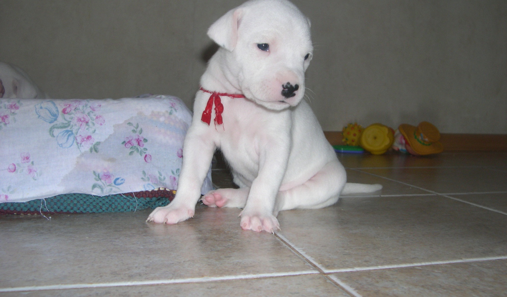 Грустный щенок аргентинского дога