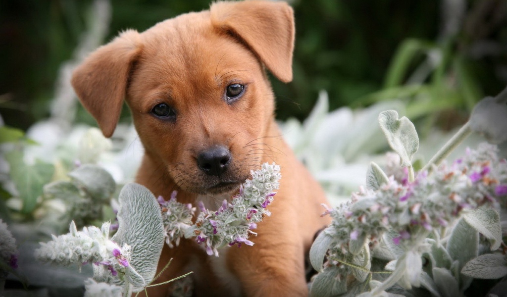 Грустный щенок нюхает цветы