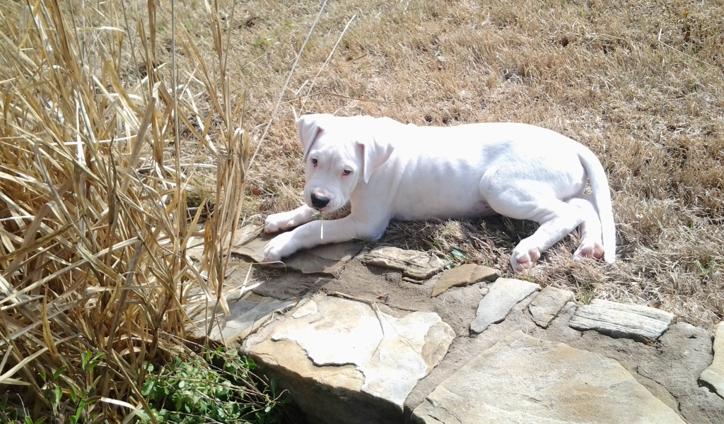 Грустный молодой аргентинский дог