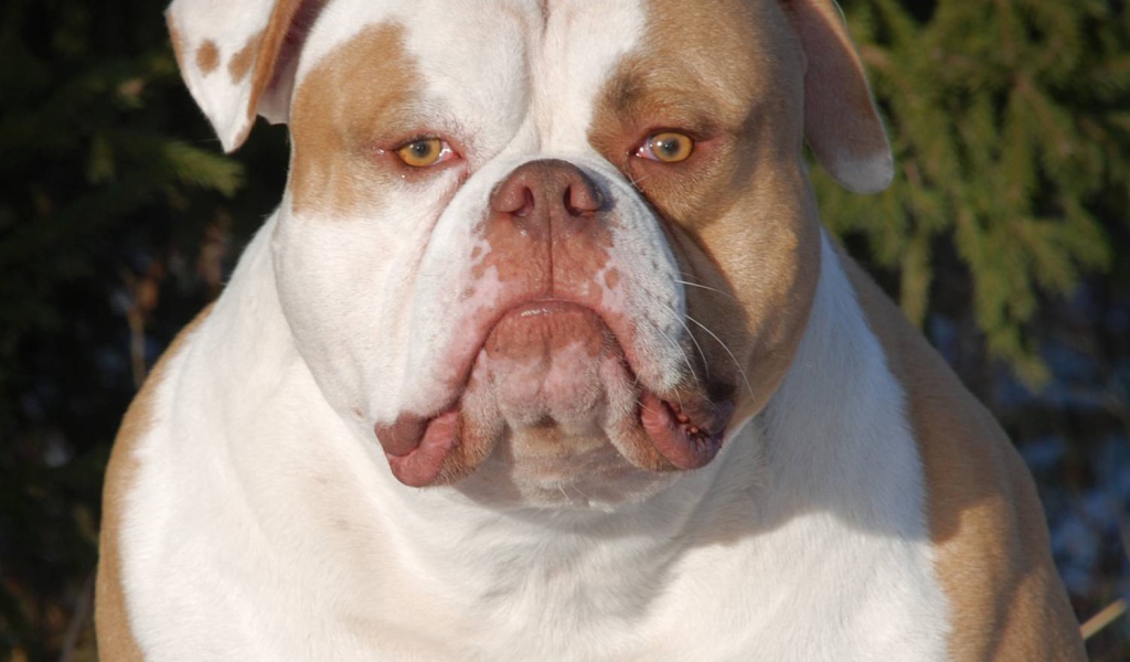 Серьёзный американский бульдог