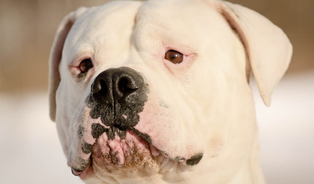 Серьёзный американский бульдог крупным планом