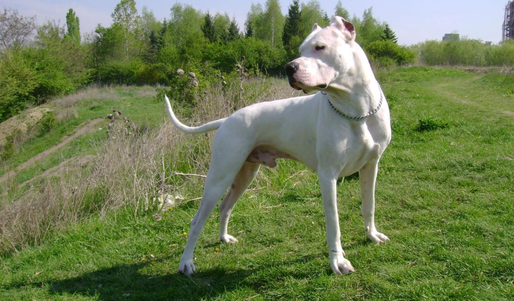 Серьёзный аргентинский дог на холме