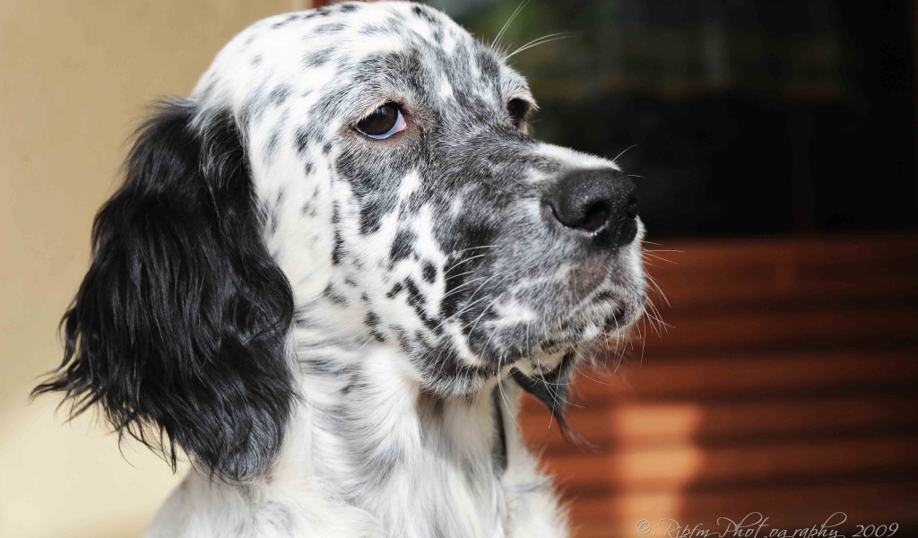 Серьёзный английский сеттер