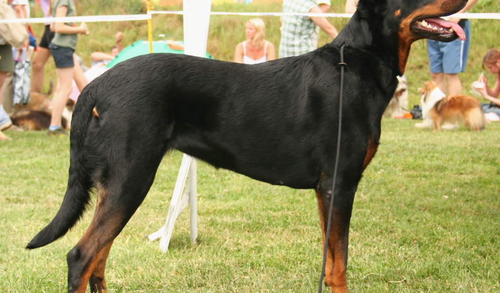 Серьёзный красивый босерон на собачьей выставке