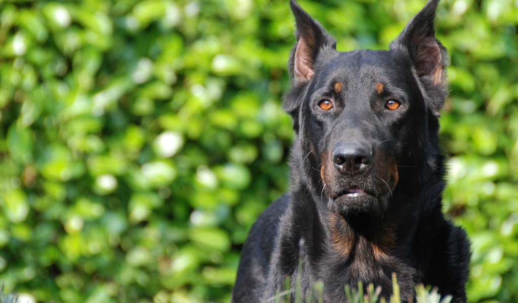 Серьёзный красивый босерон на фоне листвы