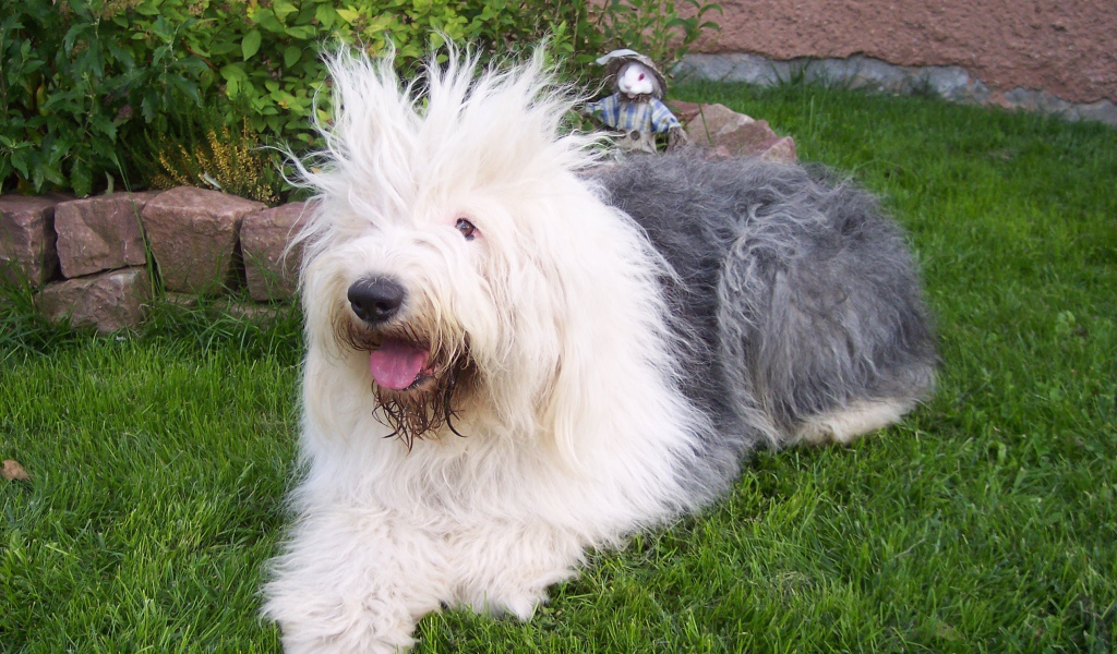 Лохматая собака породы бобтейл