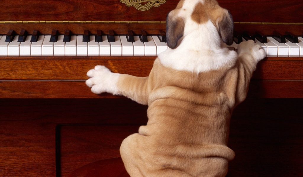 Shar Pei puppy is playing on the piano