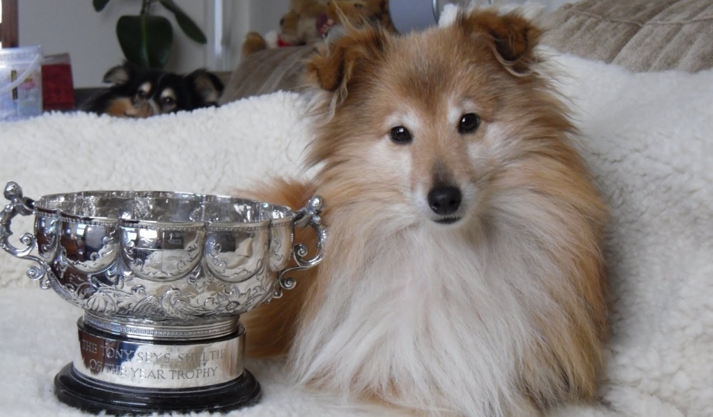 Собака породы шелти и её награда