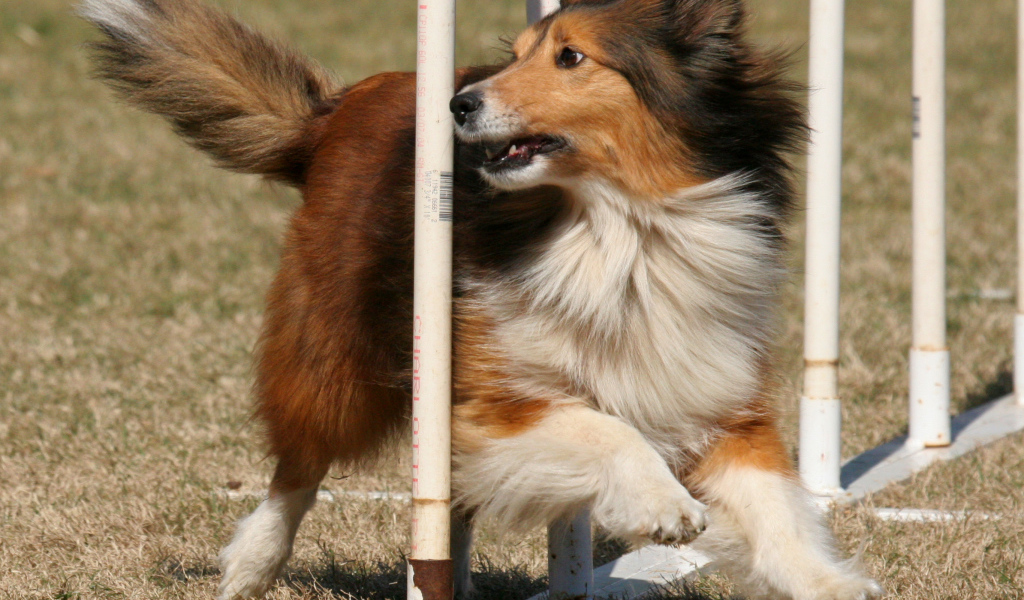 Собака породы шелти выполняет команды