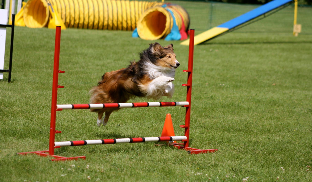 Собака породы шелти выполняет команду барьер