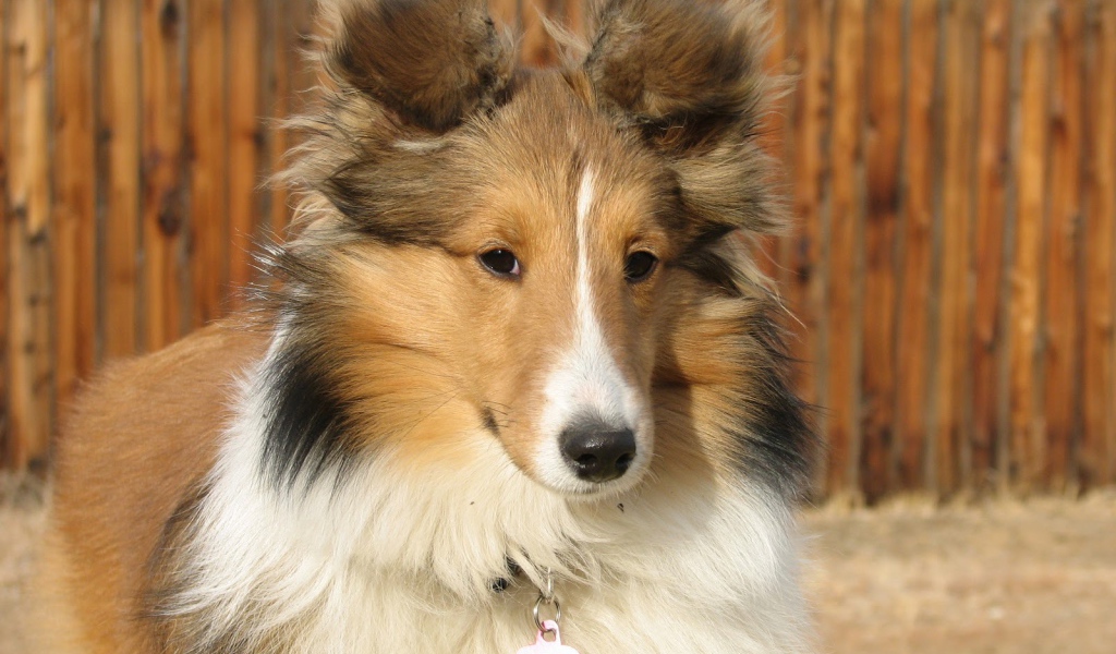 Собака породы шелти по имени Солейл