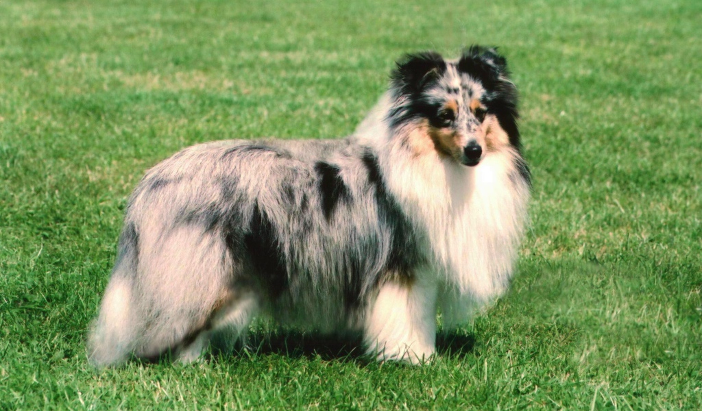 Собака породы шелти позирует летом на траве