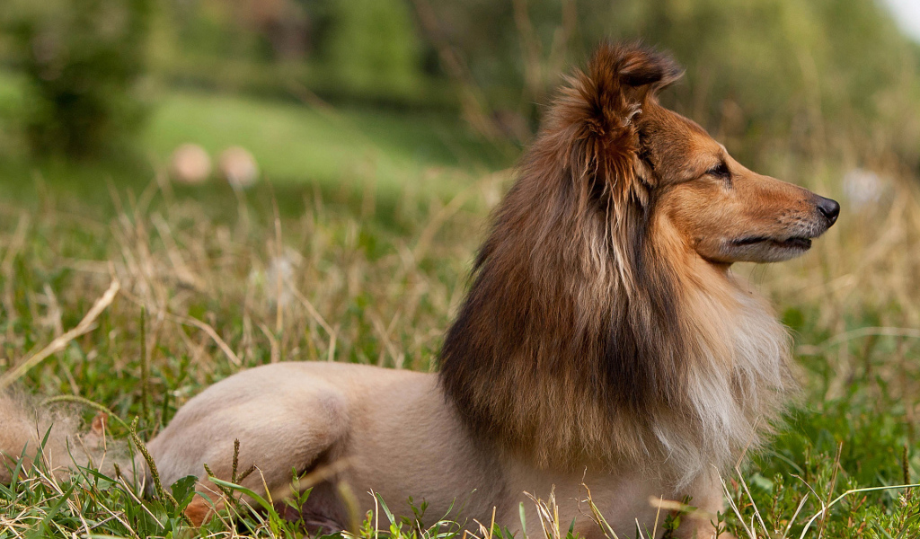 Собака породы шелти со смешной стрижкой