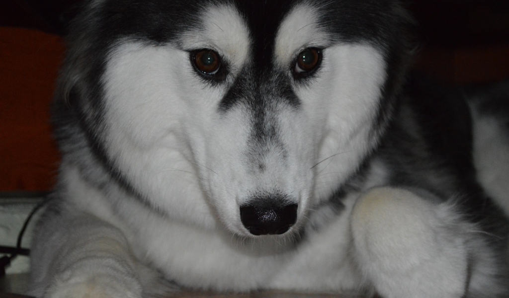 Застенчивый аляскинский маламут