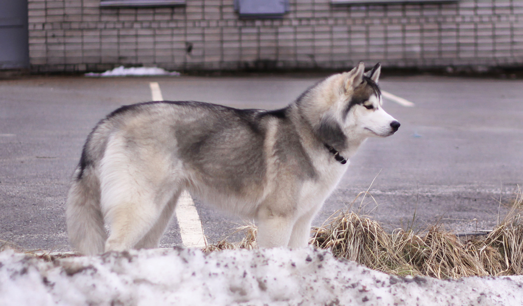 Сибирский хаски в городе