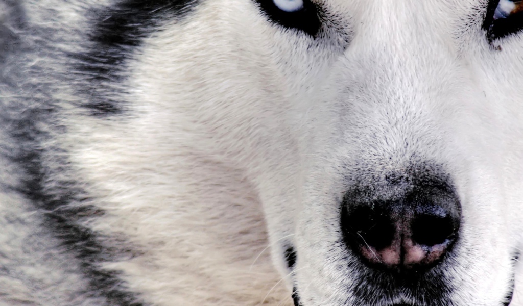 Сибирский хаски крупным планом