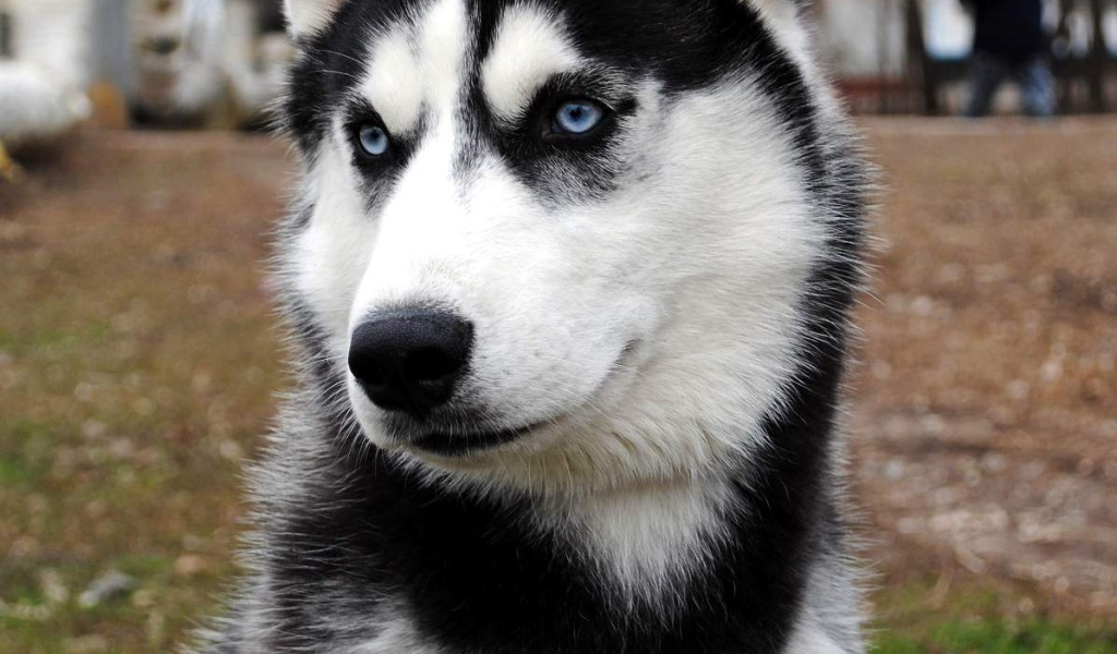 Сибирский хаски во дворе