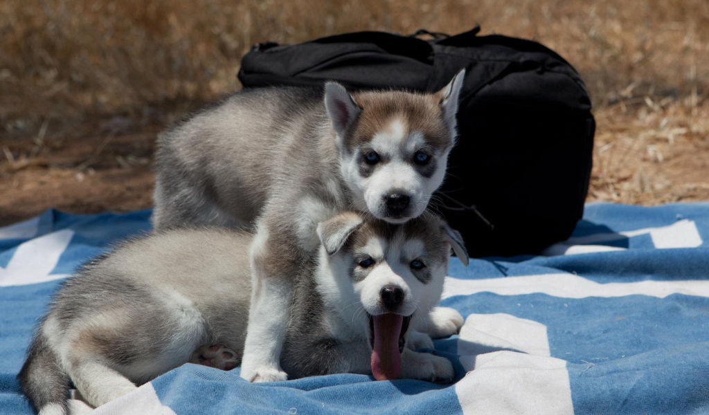 Сибирский хаски защищает свою сестру