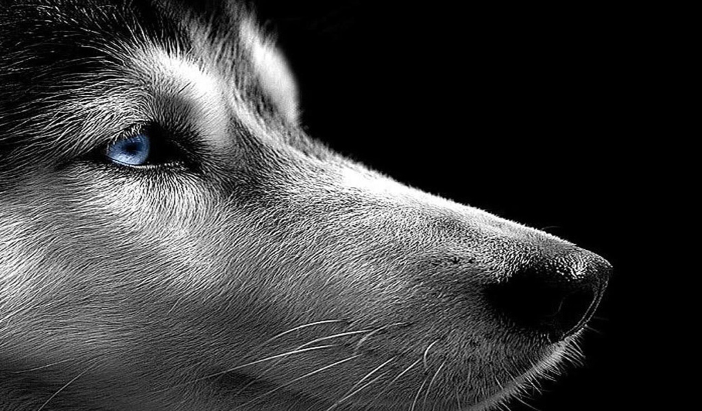 Сибирский хаски на черном фоне