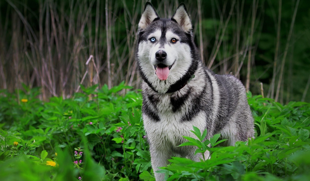 Сибирский хаски с разными глазами