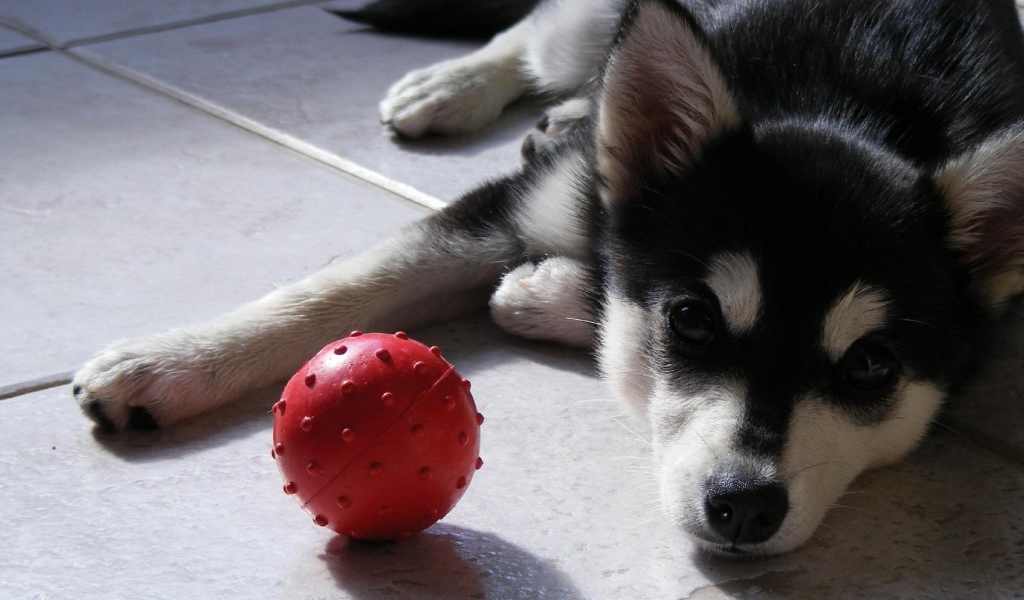 Сибирский хаски с красным мячом