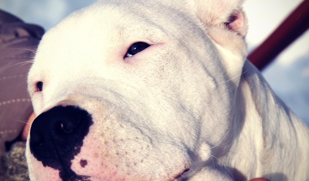 Сонный аргентинский дог