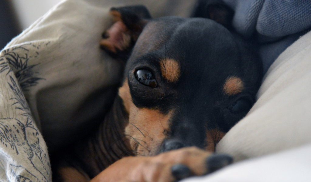 Сонный Карликовый пинчер в постели